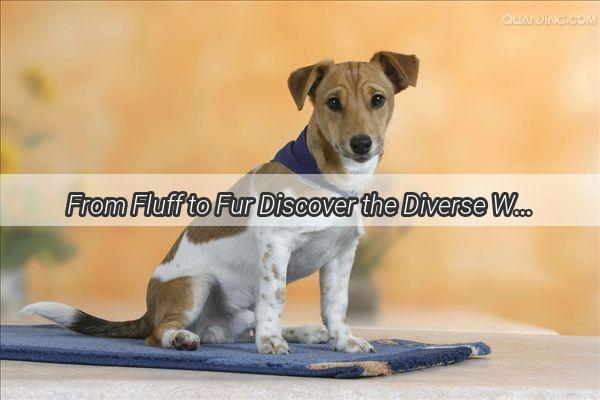 From Fluff to Fur Discover the Diverse World of Dog Coats